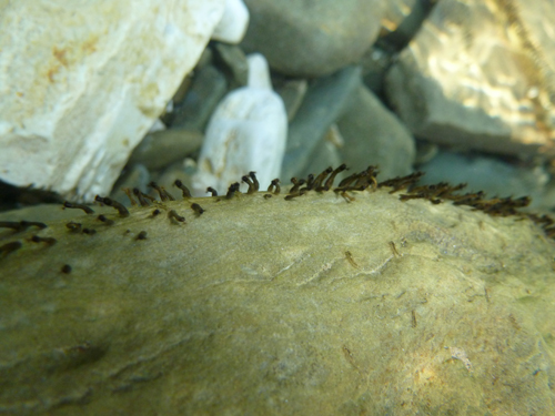 Identificazione invertebrati d''acqua dolce: larve di Simulidae...